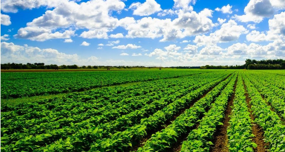 FARMERS AND FISHERS IN ST. KITTS AND NEVIS SING PRAISES OF GOVERNMENT’S AGRICULTURE SUPPORT FUND