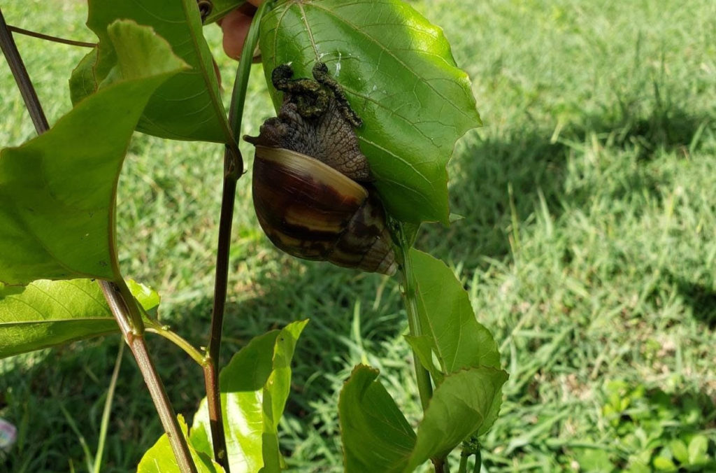 Communities in Antigua and Barbuda advance in the control of the giant african snail with the support of IICA