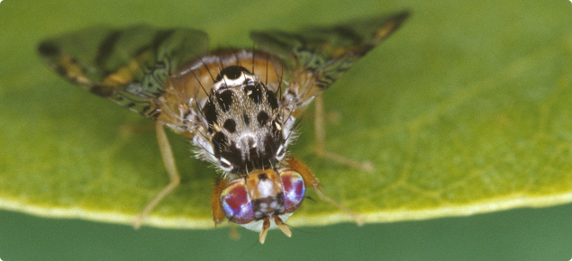 MINISTER HAMILTON URGES PUBLIC TO PROTECT FRUIT FLY TRAPS
