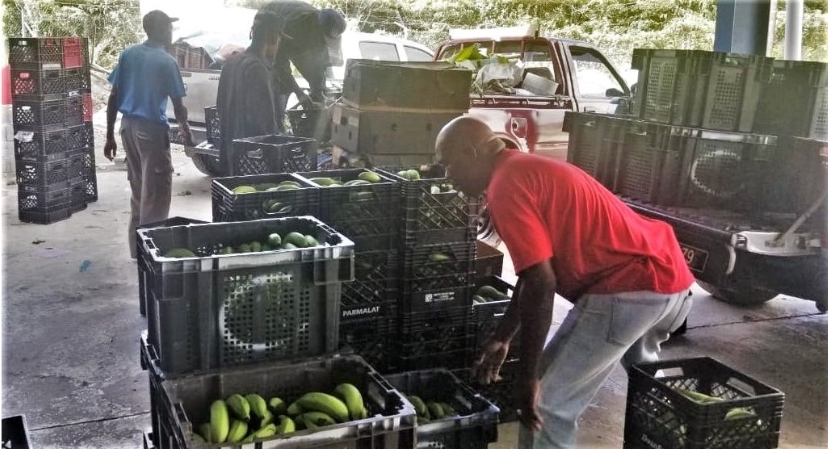 IICA and Saint Lucia Marketing Board explore strengthened opportunities in domestic and export agricultural markets