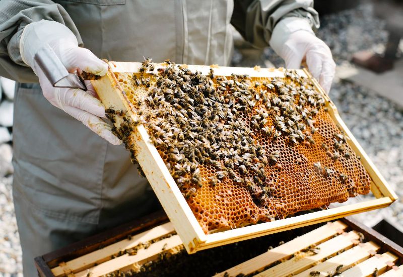 Notice : Beekeeping Grant