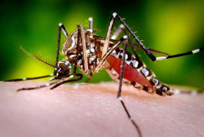 CMO LAWS CALLS ON RESIDENTS TO HELP KEEP ST. KITTS AND NEVIS DENGUE FREE