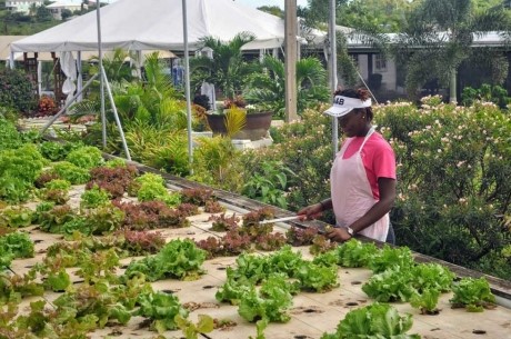 Antigua and Barbuda gets hooked on aquaponics
