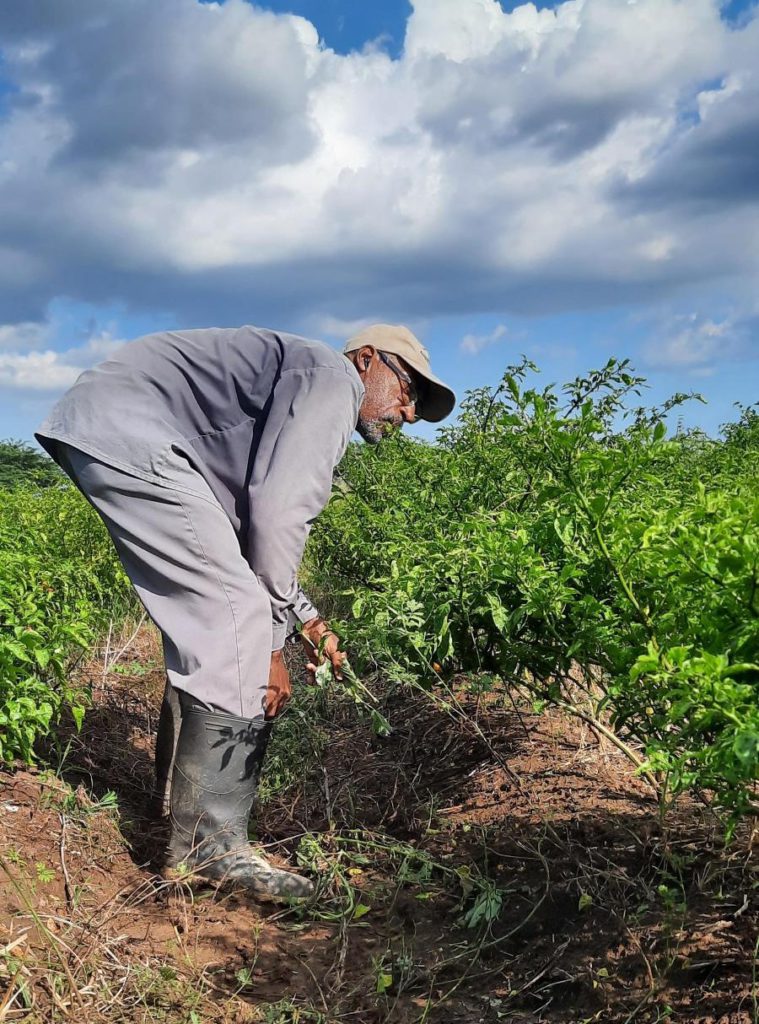 Boosting Climate Resilience of Farmers at Amity Hall Agro Park, Jamaica