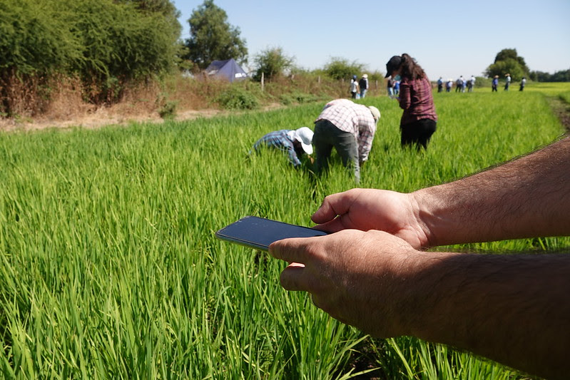 At COP 27, IICA will present a document on sustainable agriculture milestones from across the Americas showcasing the countries’ shared commitment to combating climate change and caring for the environment