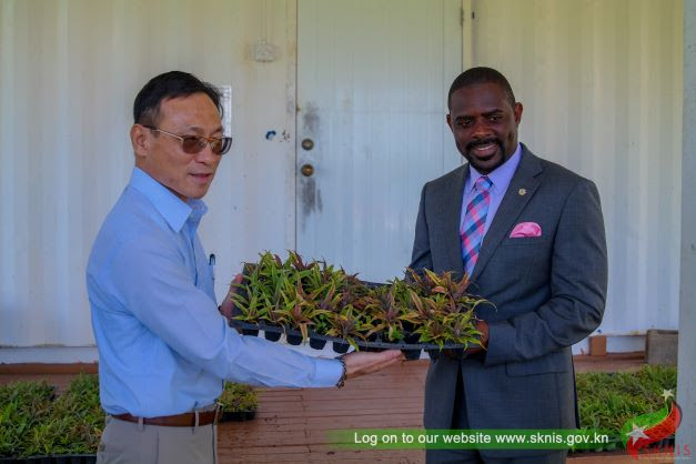 TAIWAN TECHNICAL MISSION DONATES 3,500 PINEAPPLE SLIPS TO THE MINISTRY OF AGRICULTURE