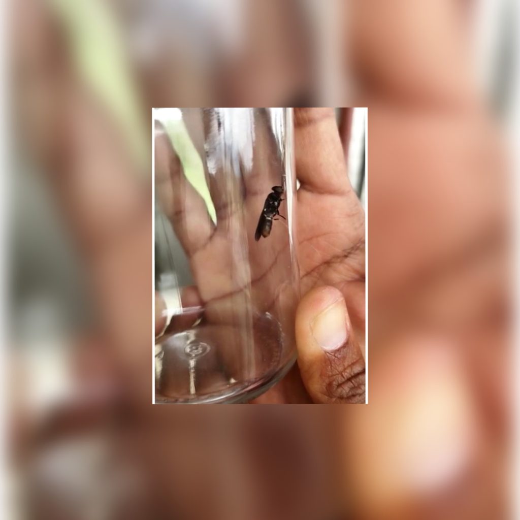 Insect production for animal feed in the Caribbean is a step closer to reality