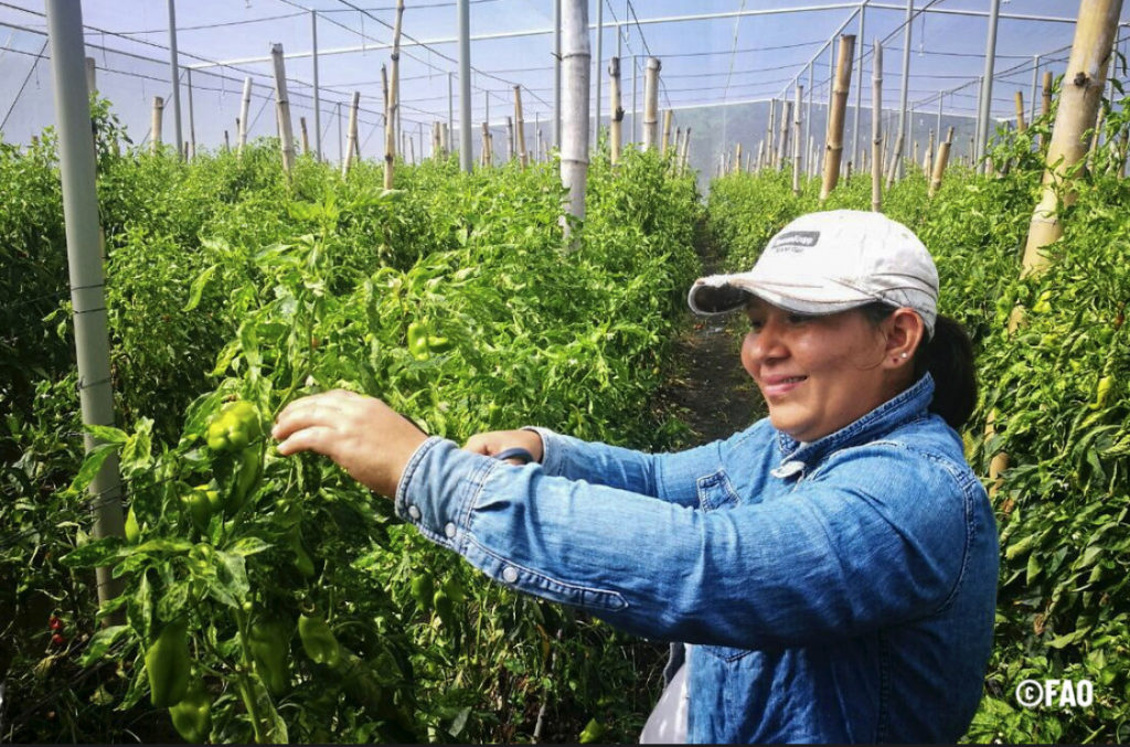 New FAO report: Women’s equality in agrifood systems could end food insecurity for 45 million people