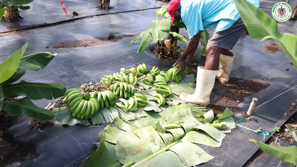 DEPARTMENT OF AGRICULTURE STRENGTHENS BANANA INDUSTRY WITH PROCESSING AND HARVESTING TRAINING